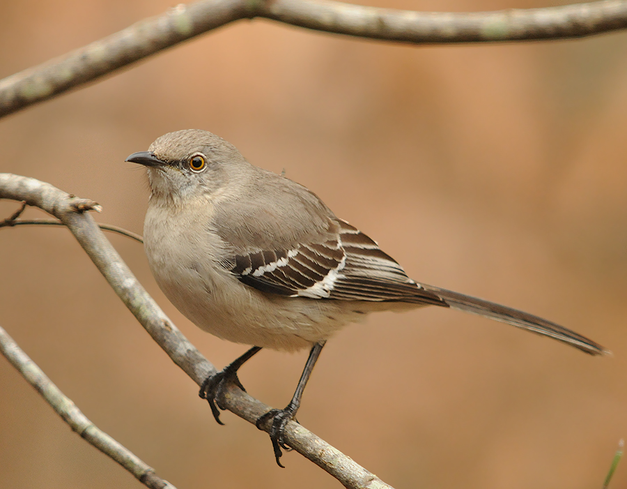 Northern Mockingbird