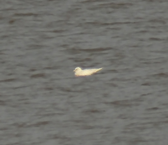 Ivory Gull