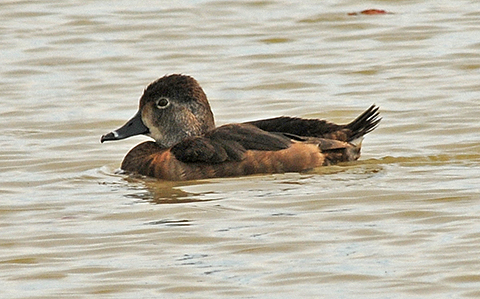 Ring-necked Duck 