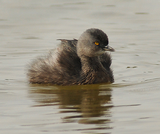 Least Grebe