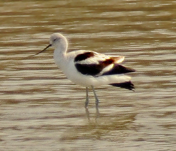 American Avocet