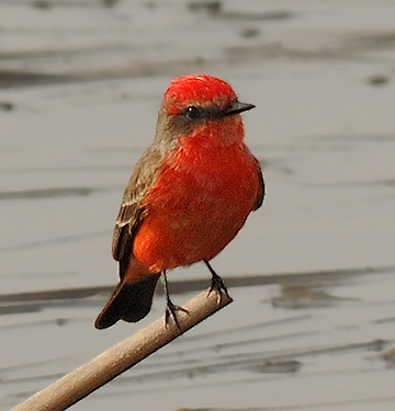 Adult Male