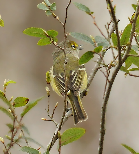 White-eyed Vireo