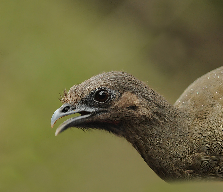 Plain Chachalaca