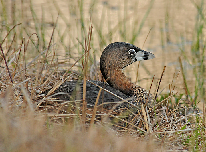 Pied-billed Grebe
