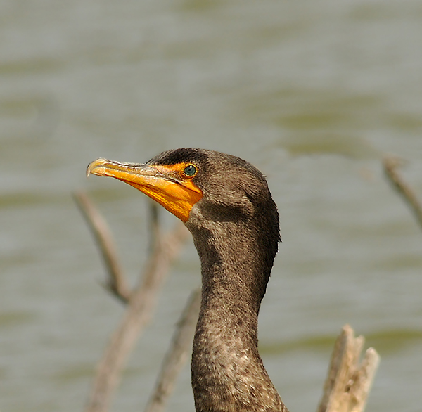 Double-crested Cormorant