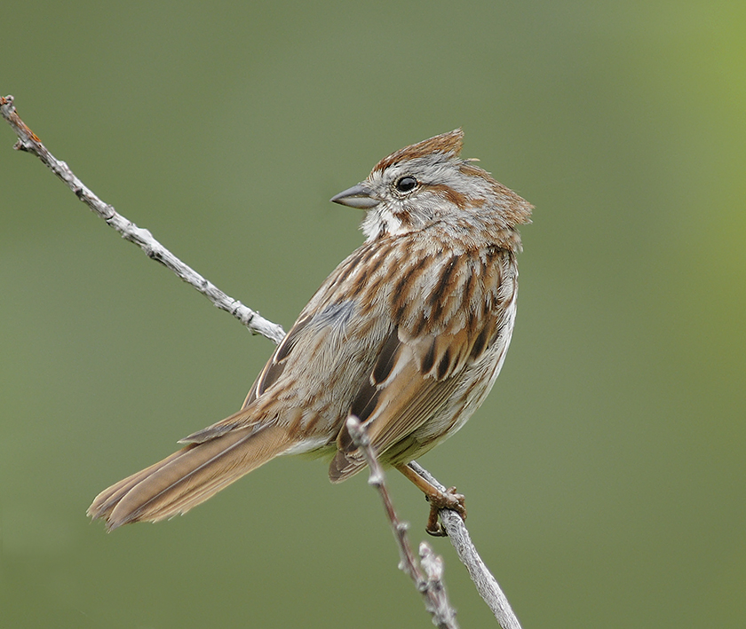 Song Sparrow