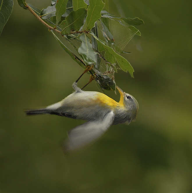 Northern Parula Warbler