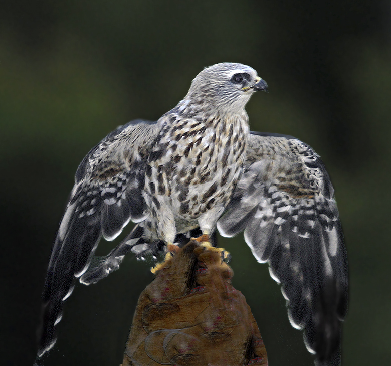 juvenile mississippi kite bird juvenile mississippi kite bird
