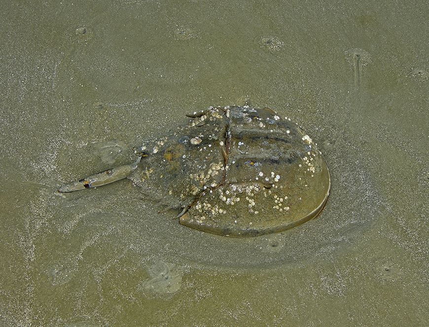 Atlantic Horsheshoe Crab