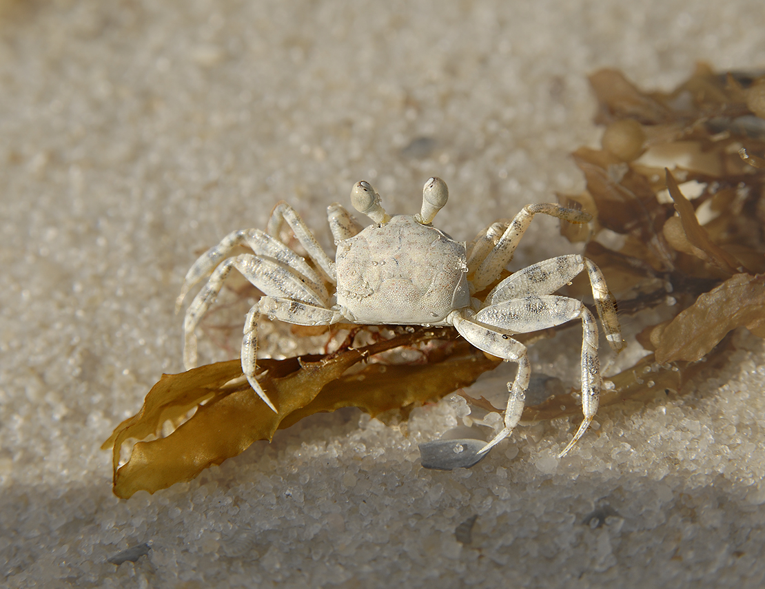 Gulf Ghost Crab