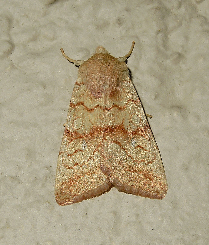 Sunira decipiens (9958)