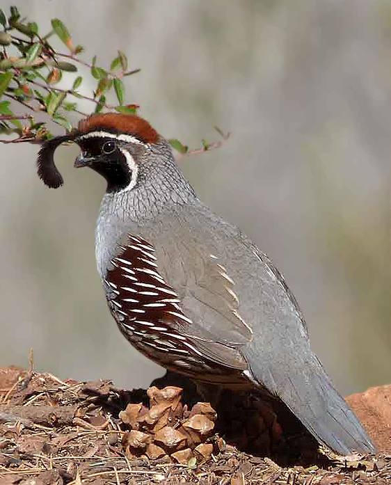 Gambels Quail