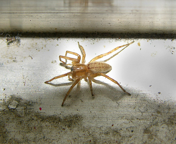 Ghost Spider (Family Anyphaenidae)