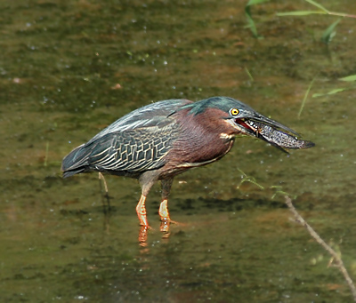 o4/52/363052/1/59346124.heron3.jpg