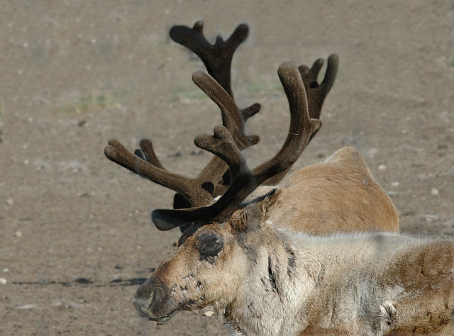 Caribou