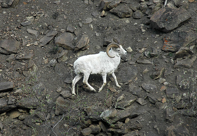 Dall Sheep