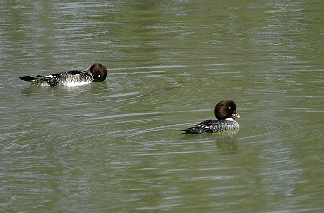 Barrows Goldeneye