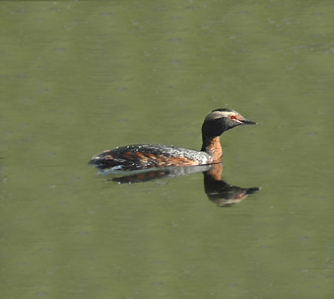 Horned Grebe