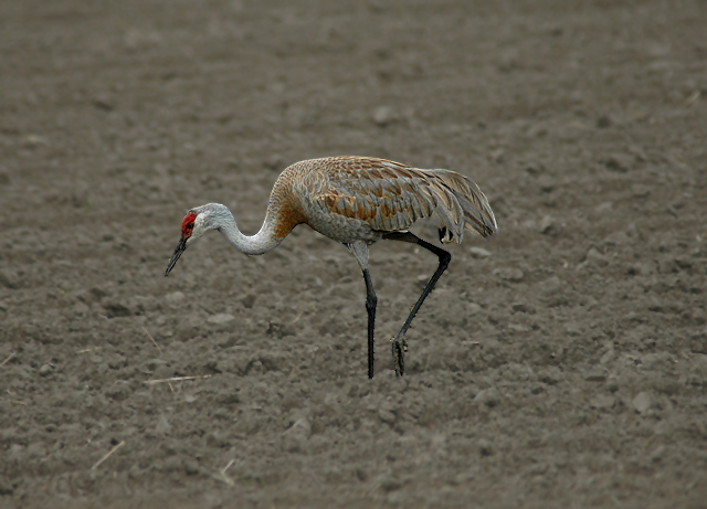 Lesser (Northern) Sandhill Crane