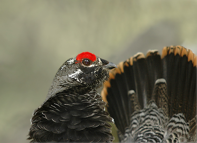 Spruce Grouse