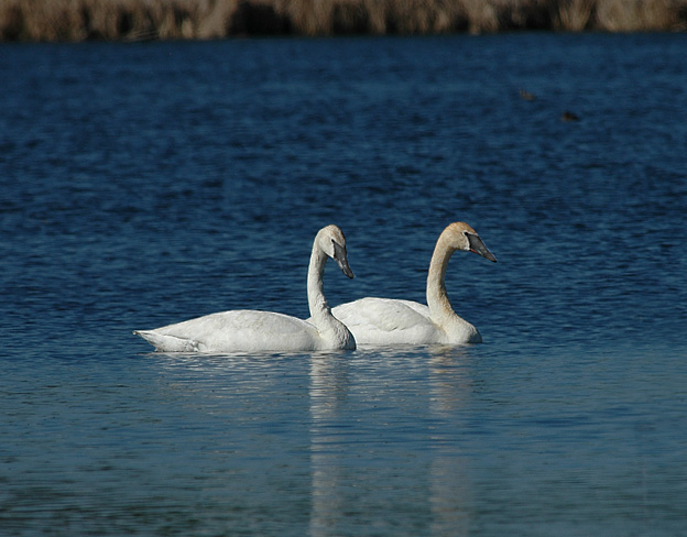 Trumpeter Swans