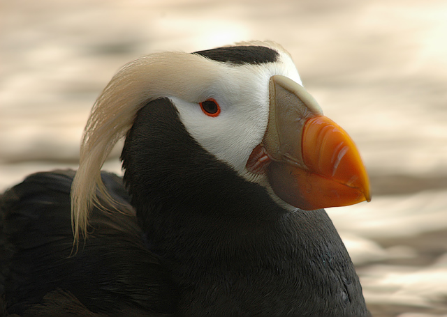 Tufted Puffin