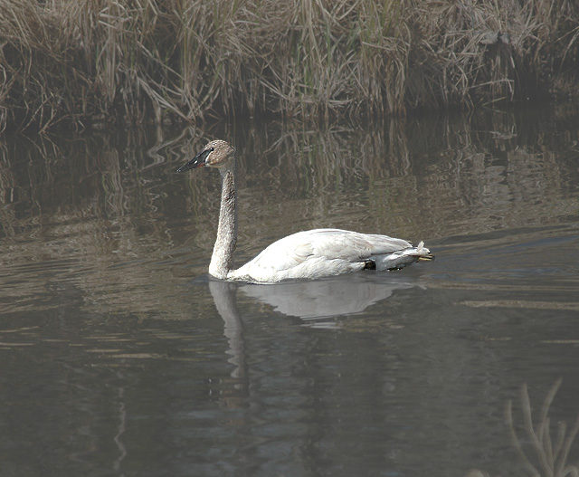 Trumpeter Swan