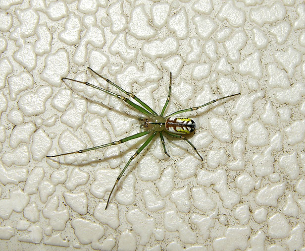 Venusta Orchard Spider