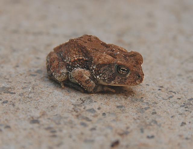 Fowlers Toad