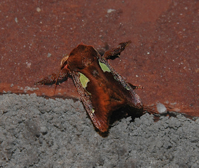 Spiny Oak-slug Moth (4697)