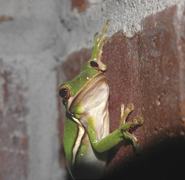 Green Tree Frog