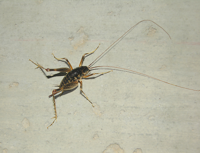 Spotted Camel Cricket