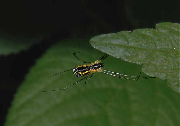 Sheet Web Weaver