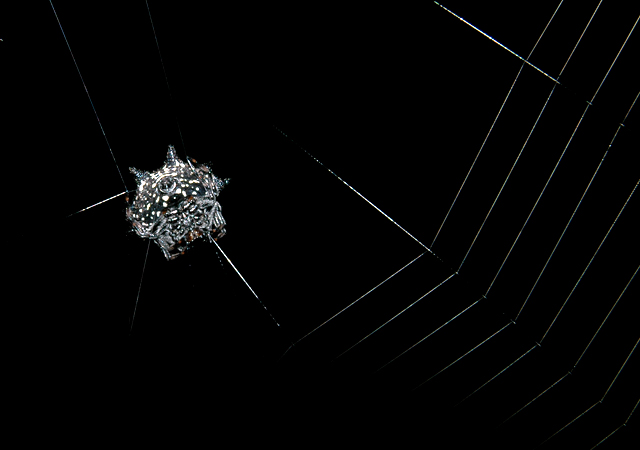 Crablike Spiny Orb Weaver