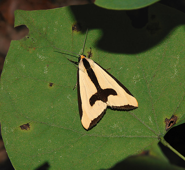 Clymene Moth (8107)
