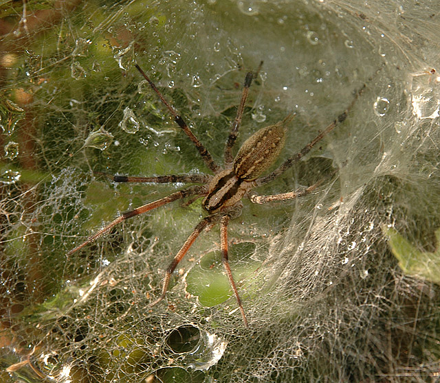Funnel Web Weaver