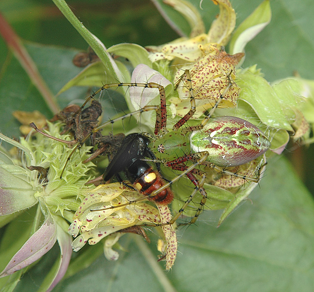Green Lynx Spider with Scoliid Wasp Prey