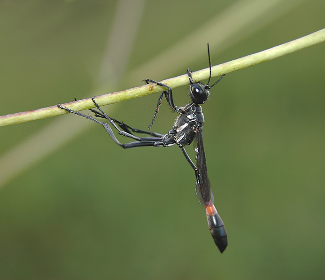 Thread-waisted Wasp