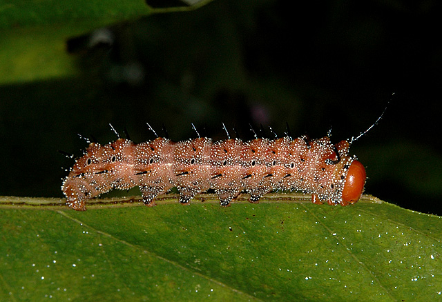 Spiny Oakworm Moth Caterpillar (7716)