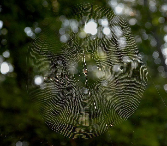Web of Orb Weaver Spider