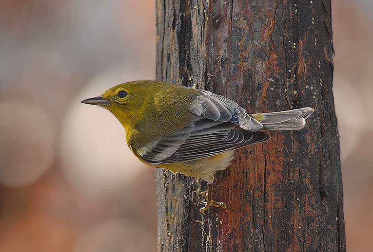 Pine Warbler