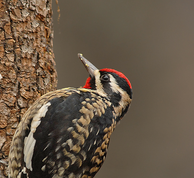 Yellow-bellied Adult Male