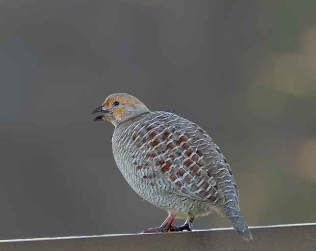 Gray Francolin