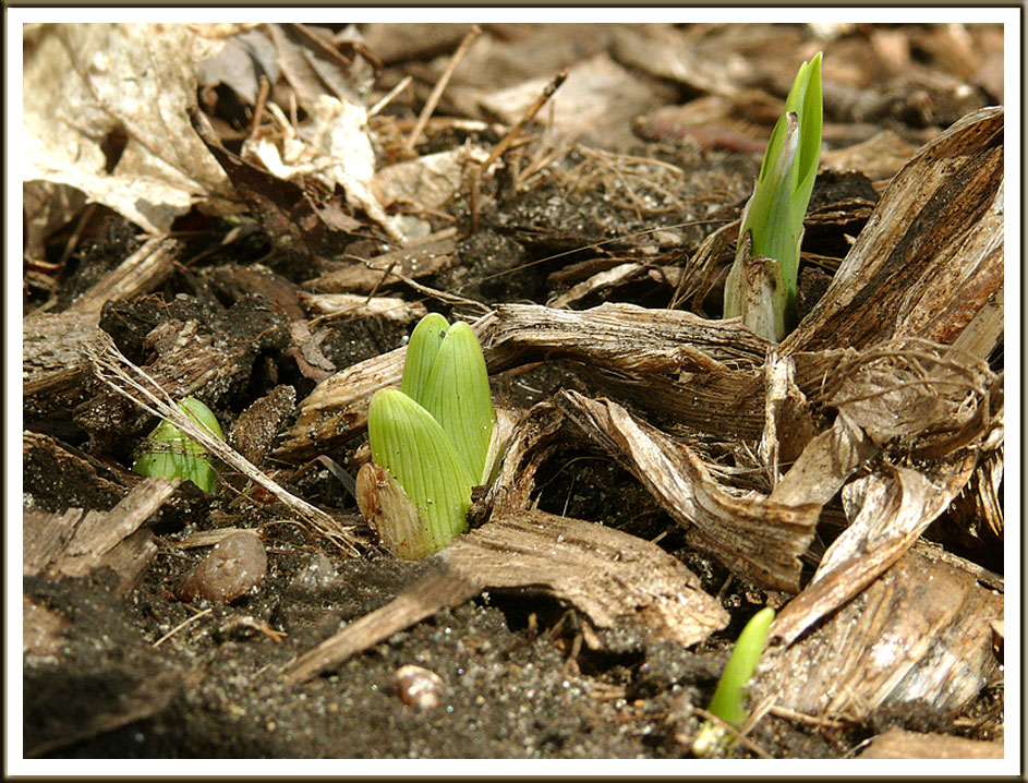 April 02 - Growth