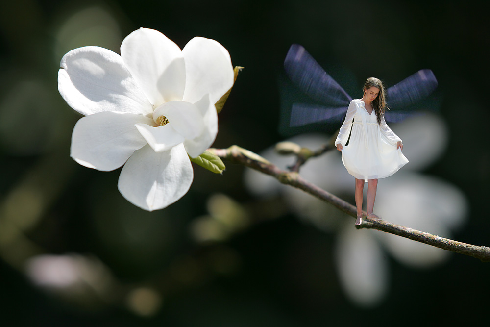 Magnolia and the fairy