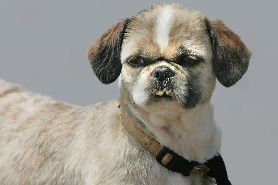 Beach-dog