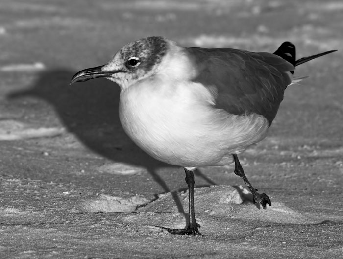 laughing gull