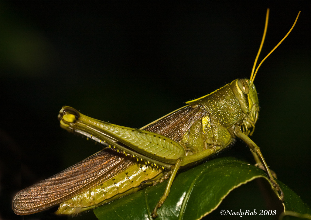 GrassHopper September 6