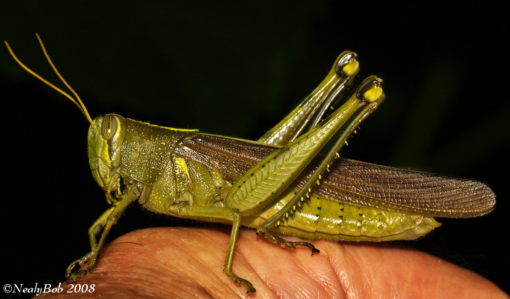 A Hopper On Hand September 7